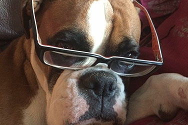 Bulldog With Glasses