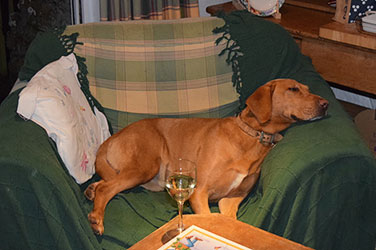 Dog With Wine Glass