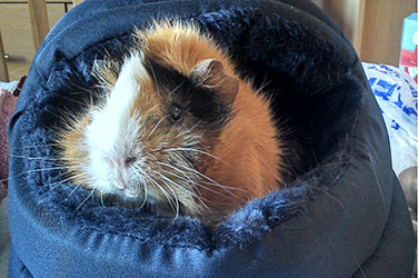 Guinea Pig In Pet Bed