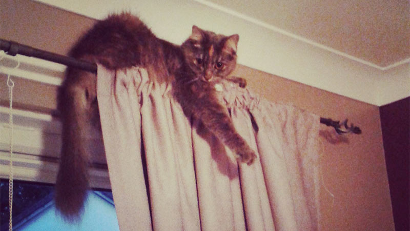 Cat On Curtain Rail