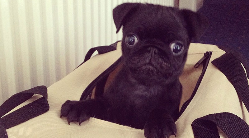 Pug Puppy In Bag