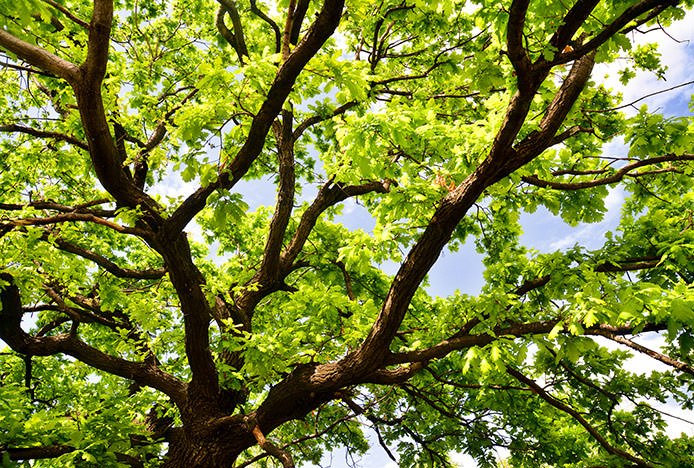 Oak Tree from Underside