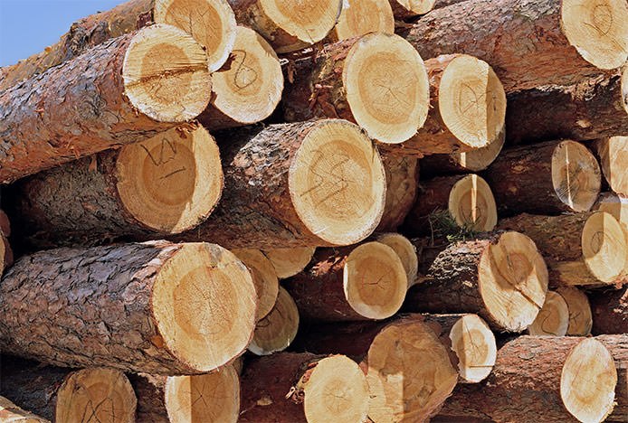 Oak Wood Used for Furniture