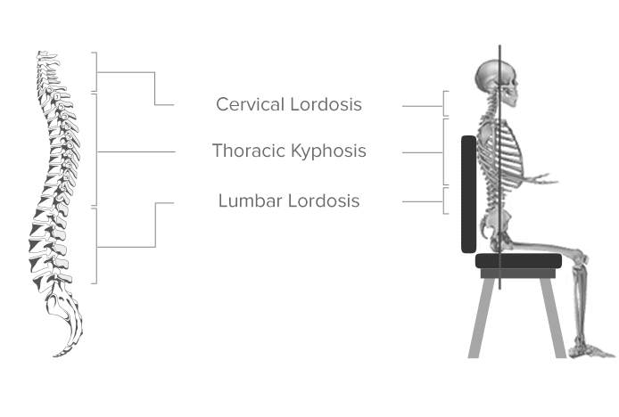 Spine Position on Dining Chair Diagram