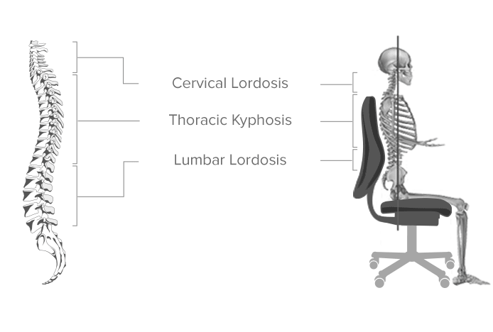 Spine Position on Office Chair Diagram