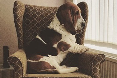 Basset Hound On Chair