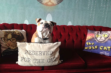 Bulldog On Red Sofa