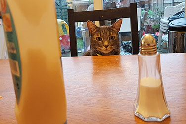 Cat At Dining Table