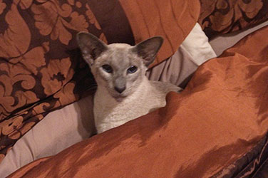 Cat On Orange Cushion