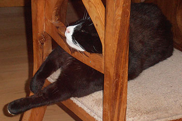 Cat On Wooden Chair