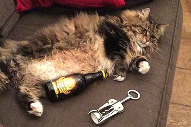 Cat With Beer Bottle