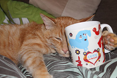Cat With Mug
