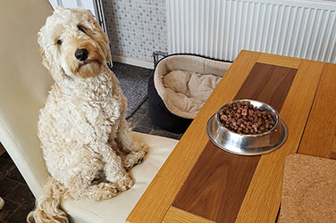Dog At Dining Table