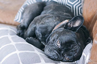 French Bulldog On Sofa