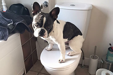 French Bulldog On Toilet