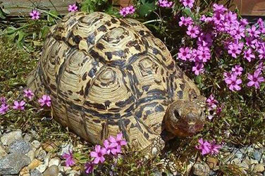 Tortoise In Garden